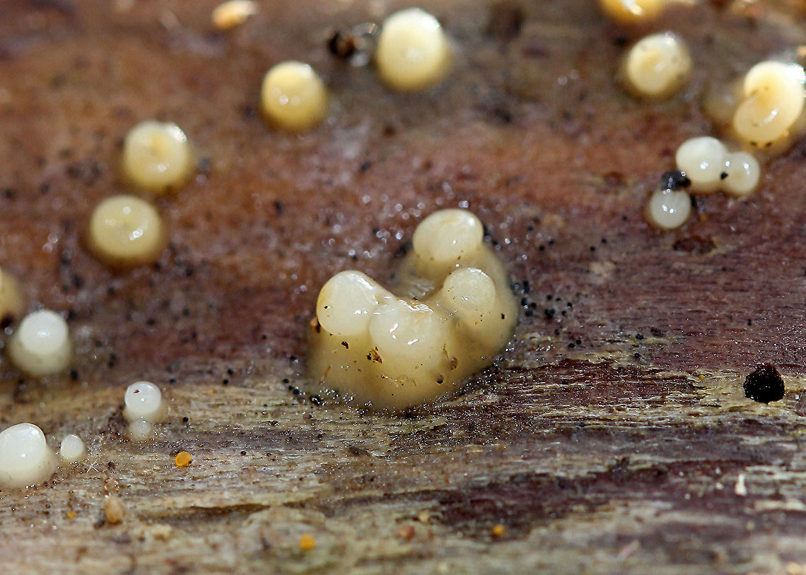 Leucogloea compressa A diminutive example of Fungi Imperfecti, which are fungi for which a sexually reproductive stage of the life cycle has not been found. They are anamorphs and have only an asexual reproductive stage, lacking the teleomorph (fruiting body/sexual reproductive stage). Resembling a slime mold, they form small grayish white cushions on dead hardwood. Sizes ranged from 1-3mm.  Fall,Geotagged,Leucogloea,Leucogloea compressa,United States,fungi,fungi imperfecti,fungus