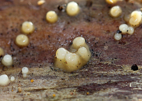 Leucogloea compressa A diminutive example of Fungi Imperfecti, which are fungi for which a sexually reproductive stage of the life cycle has not been found. They are anamorphs and have only an asexual reproductive stage, lacking the teleomorph (fruiting body/sexual reproductive stage). Resembling a slime mold, they form small grayish white cushions on dead hardwood. Sizes ranged from 1-3mm.  Fall,Geotagged,Leucogloea,Leucogloea compressa,United States,fungi,fungi imperfecti,fungus