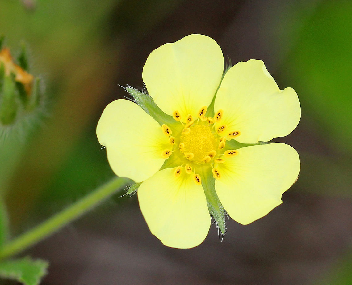 Sulphur Cinquefoil Pale yellow flowers, with five heart-shaped petals. Leaves were compound and divided into toothed leaflets. <br />
<br />
Cinquefoil has many potential medicinal uses, including using an infusion made from the root as an astringent, antiseptic, and tonic.<br />
<figure class="photo"><a href="https://www.jungledragon.com/image/72044/sulphur_cinquefoil_-_potentilla_recta.html" title="Sulphur Cinquefoil - Potentilla recta"><img src="https://s3.amazonaws.com/media.jungledragon.com/images/3232/72044_thumb.jpg?AWSAccessKeyId=05GMT0V3GWVNE7GGM1R2&Expires=1769040010&Signature=xg6vPvJn0mMex3aCvflMs7lysTA%3D" width="200" height="148" alt="Sulphur Cinquefoil - Potentilla recta Pale yellow flowers, with five heart-shaped petals. Leaves were compound and divided into toothed leaflets. <br />
<br />
Cinquefoil has many potential medicinal uses, including using an infusion made from the root as an astringent, antiseptic, and tonic.<br />
https://www.jungledragon.com/image/58428/sulphur_cinquefoil.html Geotagged,Potentilla,Potentilla recta,Sulphur cinquefoil,Summer,United States,yellow" /></a></figure> Cinquefoil,Geotagged,Potentilla recta,Sulphur Cinquefoil,Sulphur cinquefoil,Summer,United States,flower,wildflower,yellow,yellow wildflower