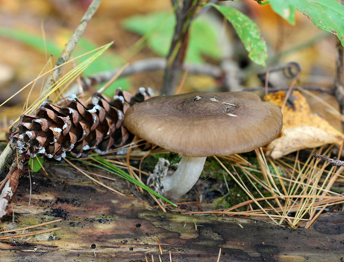 Pluteus Mushroom A large, wood-decomposing, saprobic mushroom. Gills were free from the stem and there was no volva or ring. The cap was tan/brown, gills and stem were white. Fall,Geotagged,Pluteus,Pluteus Mushroom,Pluteus sect. Pluteus,Pluteus sectiom Pluteus,United States,fungus,mushroom