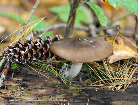 Pluteus Mushroom A large, wood-decomposing, saprobic mushroom. Gills were free from the stem and there was no volva or ring. The cap was tan/brown, gills and stem were white. Fall,Geotagged,Pluteus,Pluteus Mushroom,Pluteus sect. Pluteus,Pluteus sectiom Pluteus,United States,fungus,mushroom