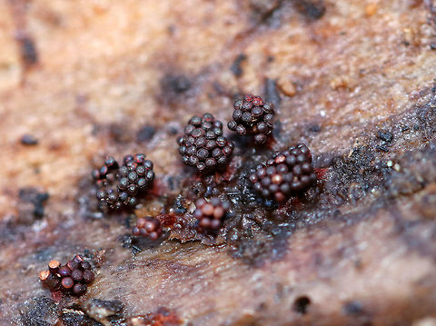 Multigoblet Slime Mold Fruiting bodies (sporangia) had thin stalks with black, shiny goblets on top. A few had red, fluffy spore masses coming out of the goblets, while others that had already opened and released the spores were empty. The goblets were approximately 1-2 mm tall. Fall,Geotagged,Metatrichia vesparium,Multigoblet Slime Mold,Multigoblet slime mold,United States,slime mold