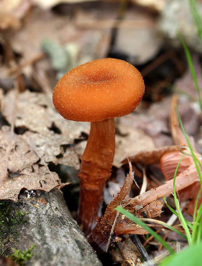 Laccaria Mushroom - Laccaria sp. Orange-brown cap and stipe. The cap had a unique texture - it felt like a doughnut that had been rolled in granulated sugar.  The gills were pinkish and waxy. The mushroom were less than 5 cm tall. Laccaria mushrooms are mycorrhizal and form symbiotic partnerships with trees. This one was growing out of a fallen tree in a swamp.  fungus,laccaria,mushroom