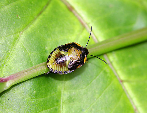 Green Stink Bug Nymph Adults and nymphs have stink glands on the underside of their thorax, which discharge large amounts of foul-smelling liquid when disturbed. Chinavia,Chinavia hilaris,Geotagged,Green Stink Bug Nymph,Green stink bug,Summer,United States,green stink bug,nymph,stink bug,stink bug nymph