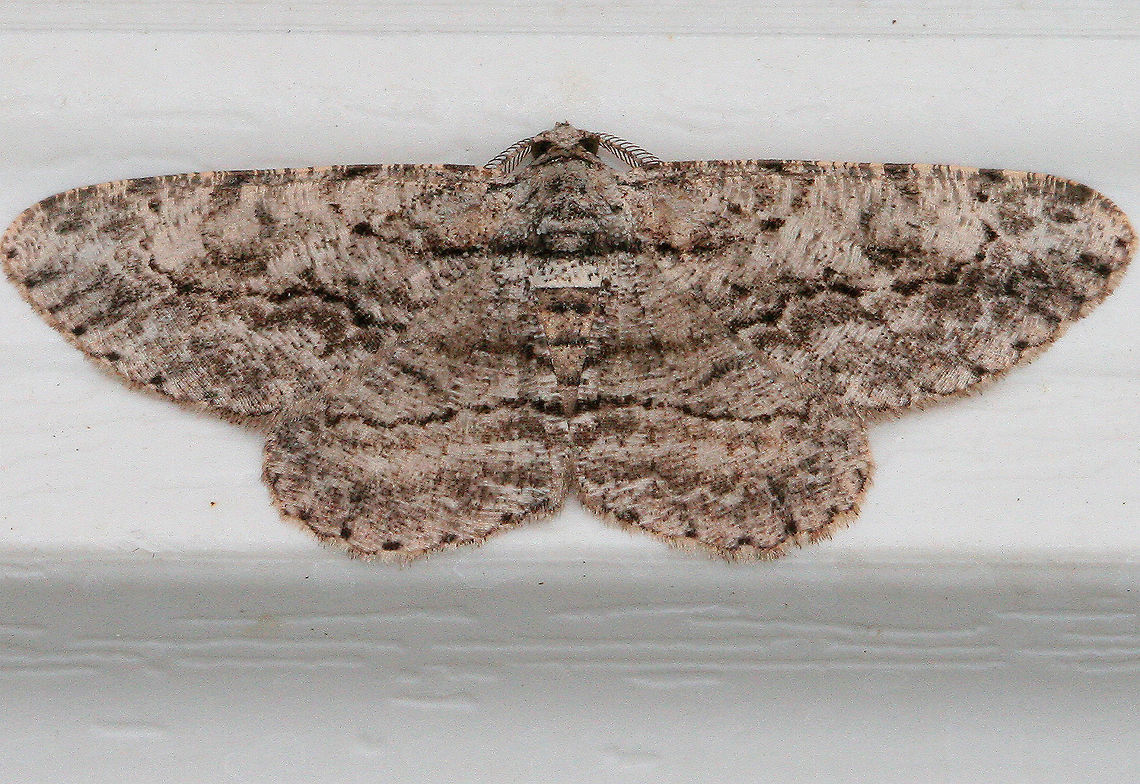 Common Gray Gray moth with black mottling. The first abdominal segment has a pale whitish band that is bordered proximally by a black line - this black line extends onto the base of the hindwing and forewing, then curves forward, but usually breaks before reaching the costa. Postmedian line is wavy. Anavitrinella,Anavitrinella pampinaria,Common Gray,Geotagged,Summer,United States,moth,moth week 2018