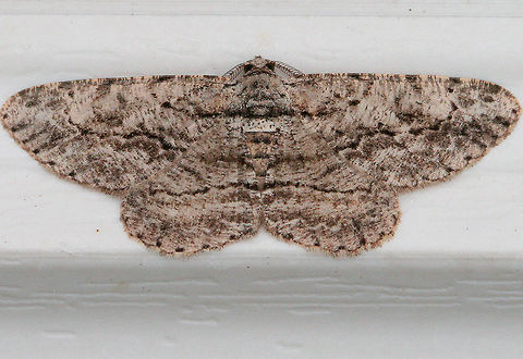 Common Gray Gray moth with black mottling. The first abdominal segment has a pale whitish band that is bordered proximally by a black line - this black line extends onto the base of the hindwing and forewing, then curves forward, but usually breaks before reaching the costa. Postmedian line is wavy. Anavitrinella,Anavitrinella pampinaria,Common Gray,Geotagged,Summer,United States,moth,moth week 2018