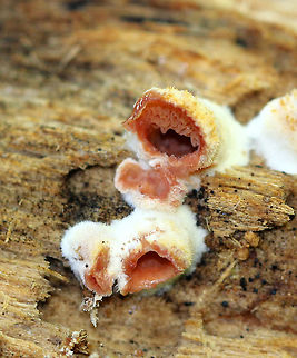 Trembling Phlebia Fruiting bodies were 1-4 cm across and irregularly shaped. The upper surface had a woolly texture and was white in color. The undersurface was translucent, gelatinous, and orange-pink.  The undersurface was also very elaborately wrinkled. They looked like little caves with fungus stalactites. Fall,Geotagged,Jelly Rot,Phlebia,Phlebia tremellosa,Trembling Phlebia,United States,fungi,fungus