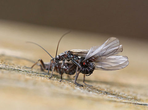 Stoneflies (Mating) - Order Plecoptera Stoneflies exhibit unusual courting behavior. Males and females locate one another through a series of acoustic signals known as drumming. Stoneflies drum by tapping, rubbing, or scraping their abdomens on a rock or log. The pair continues to drum, gradually moving closer until they finally meet, and mate. The drumming signals are only attractive to individuals of the same species, and so are species specific. These stoneflies were so hard to get a shot of because their bodies were so contorted and entwined. The male is on the top, and has his abdomen curved around and down.
Note - there is a small, red mite on the female's abdomen. Geotagged,Stoneflies,Stoneflies (Mating),United States,Winter,mating stoneflies,plecoptera