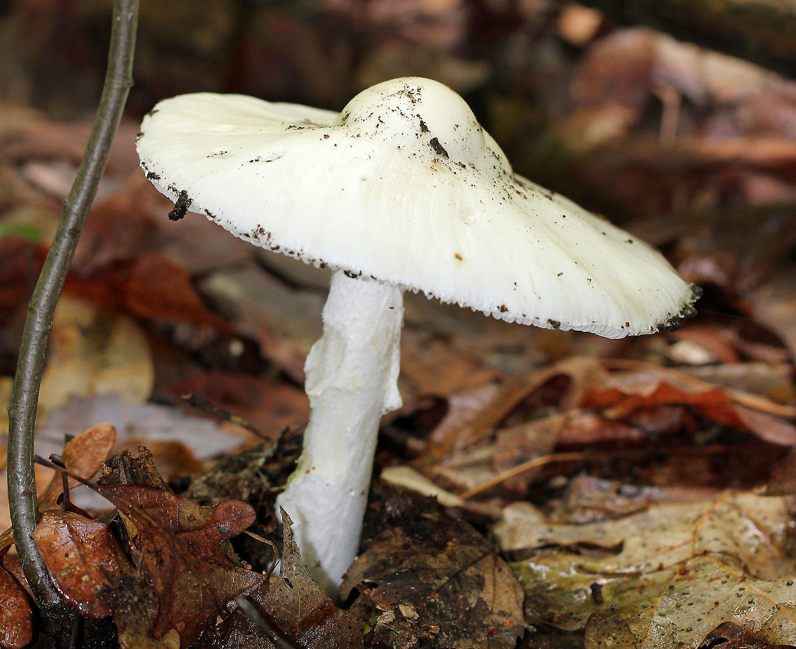 Amanita subgenus Lepidella section Phalloideae Large, all white mushroom with a knobbed cap. <br />
<br />
The section Phalloideae is infamous for having the taxa that are the most common causes of death by mushroom poisoning in the world. The primary causes of death are from the chemicals known as amatoxins. Amanita subgenus Lepidella,Amanita subgenus Lepidella section Phalloideae,Geotagged,Mushroom,Summer,United States,amanita,fungus,white,white mushroom