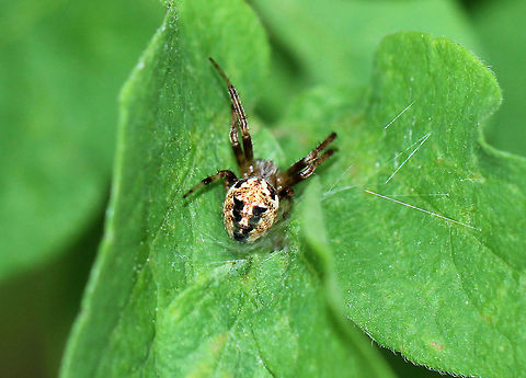 Arabesque Orbweaver (Juvenile) Small, mostly tan spider with a black V on it's abdomen. Arabesque Orbweaver,Arabesque Orbweaver (Juvenile),Geotagged,Neoscona,Neoscona arabesca,Orbweaver,Spring,United States,juvenile spider