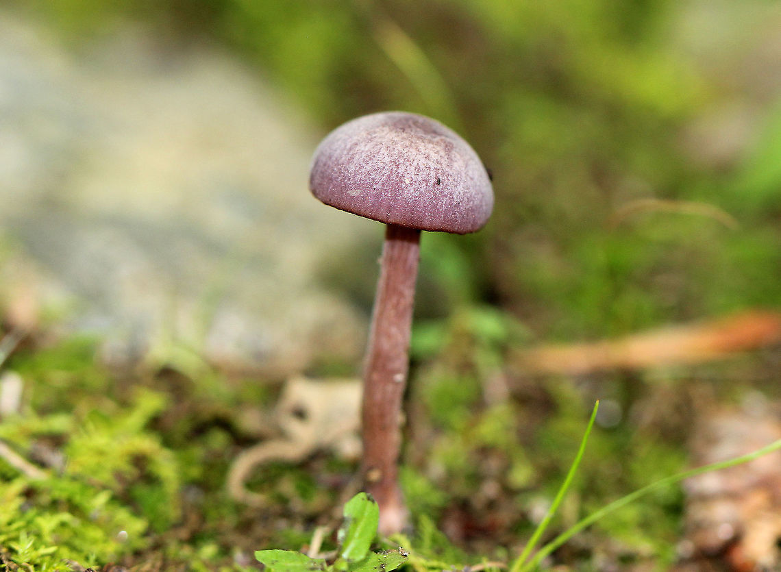 Amethyst Deceiver Purple two-toned cap with a slight central depression. Waxy purple gills and a purple-brown stem. Mushroom was 3-4cm tall. Amethyst Deceiver,Geotagged,Laccaria,Laccaria amethystina,Summer,United States,fungus,mushroom,purple,purple mushroom