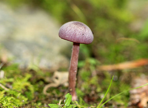 Amethyst Deceiver Purple two-toned cap with a slight central depression. Waxy purple gills and a purple-brown stem. Mushroom was 3-4cm tall. Amethyst Deceiver,Geotagged,Laccaria,Laccaria amethystina,Summer,United States,fungus,mushroom,purple,purple mushroom