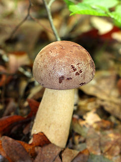 Reddish Brown Bitter Bolete The cap is soft and felty when young and becomes bald and leathery with age. When young, cap is brownish purple and becomes darker purple with age. White to pinkish pores that bruise brown. White to brown club-shaped stem that is finely reticulate near the apex. Geotagged,Reddish Brown Bitter Bolete,Summer,Tylopilus rubrobrunneus,United States,bolete,fungus,mushroom