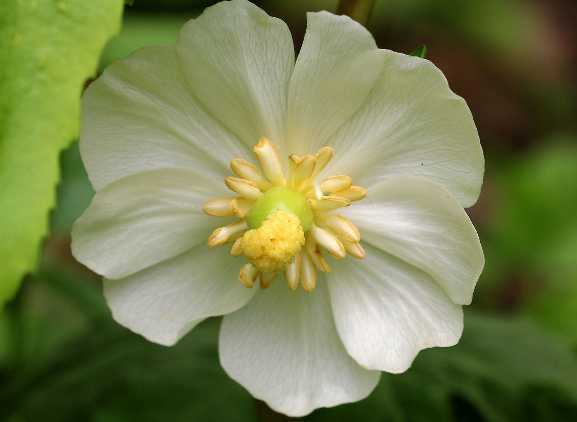Mayapple White, nodding flower underneath and between a pair of large, deeply lobed, umbrella-like leaves. Flowers were approximately 3cm wide. Spotted growing in a damp woodland habitat. There were at least a hundred plants in various stages of development throughout the woods.<br />
<br />
The common name refers to the May blooming of its apple-like flower. The leaves, roots, and seeds can be poisonous if ingested. However, roots were once used as a strong purgative by Native Americans. The fruit is edible and is used in jelly, juice, or eaten fresh. The fruit is egg-shaped and ripens July-August. Geotagged,Mayapple,Podophyllum peltatum,Spring,United States,flower,ground lemon,mandrake,white,white flower,white wildflower,wild mandrake,wildflower