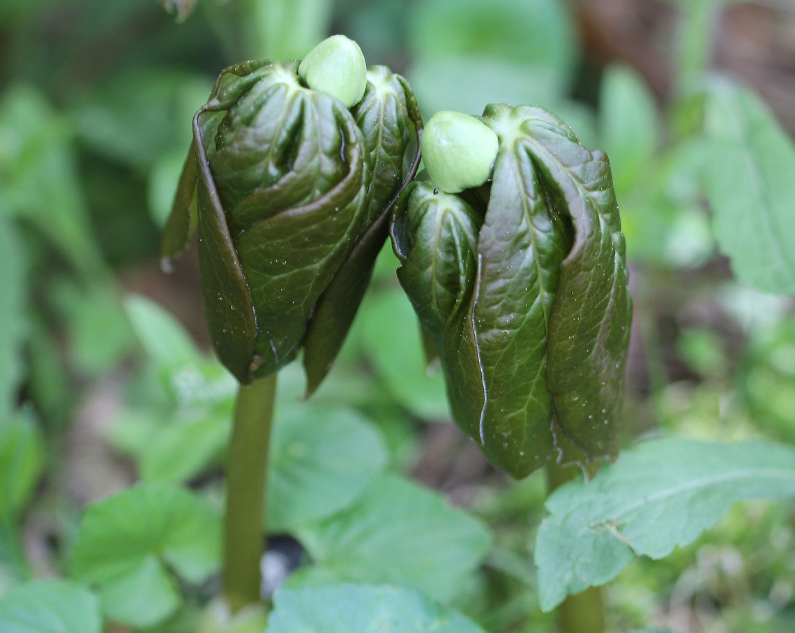 Mayapple There were at least one hundred plants in various stages of development throughout the woods. These leaves were still closed up; but, once they open, they will have a white, nodding flower develop underneath the leaves.  <br />
<br />
 The common name refers to the May blooming of its apple-like flower. The leaves, roots, and seeds can be poisonous if ingested. However, roots were once used as a strong purgative by Native Americans. The fruit is edible and is used in jelly, juice, or eaten fresh. The fruit is egg-shaped and ripens July-August.  Geotagged,Mayapple,Podophyllum peltatum,Spring,United States,ground lemon,mandrake,wild mandrake