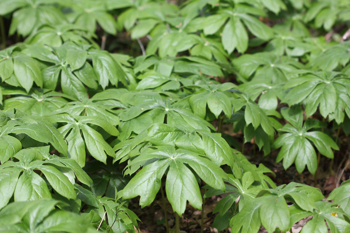 Mayapple There were at least one hundred plants in various stages of development throughout the woods. Nodding, white flowers develop underneath the leaves. <br />
<br />
The common name refers to the May blooming of its apple-like flower. The leaves, roots, and seeds can be poisonous if ingested. However, roots were once used as a strong purgative by Native Americans. The fruit is edible and is used in jelly, juice, or eaten fresh. The fruit is egg-shaped and ripens July-August. Geotagged,Mayapple,Podophyllum peltatum,Spring,United States,mandrake,mayapple,wild mandrake