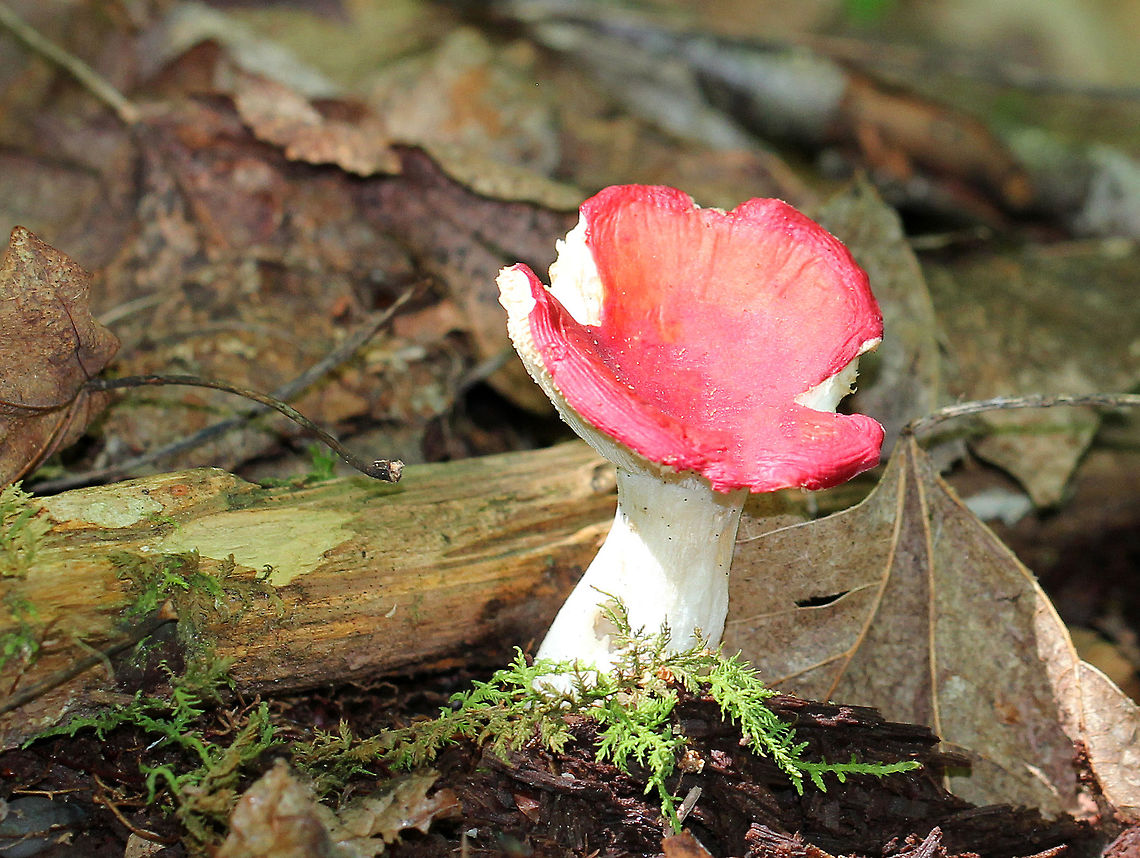 Russula Mushroom - Russula sp. The variety of colors in Russula mushrooms always amazes me. This one had a  hot pink cap with some faint orange coloring.  White stipe and gills with short gills present. The stipe had an enlarged base. Geotagged,Russula Mushroom,Summer,United States,fungus,mushroom,pink,pink mushroom,russula