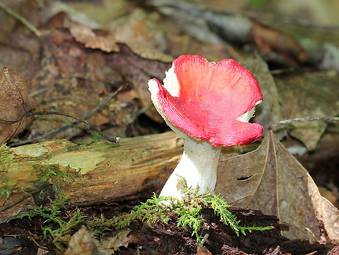 Russula Mushroom - Russula sp. The variety of colors in Russula mushrooms always amazes me. This one had a  hot pink cap with some faint orange coloring.  White stipe and gills with short gills present. The stipe had an enlarged base. Geotagged,Russula Mushroom,Summer,United States,fungus,mushroom,pink,pink mushroom,russula