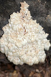 Bear's Head Tooth Fungus 15-20 cm wide and consisting of branches that arose from a rooting base. The spines were densely packed and were hanging from the branches in clusters. Bear's Head Tooth Fungus,Geotagged,Hericium,Hericium americanum,Summer,United States,fungi,fungus,hericium americanum