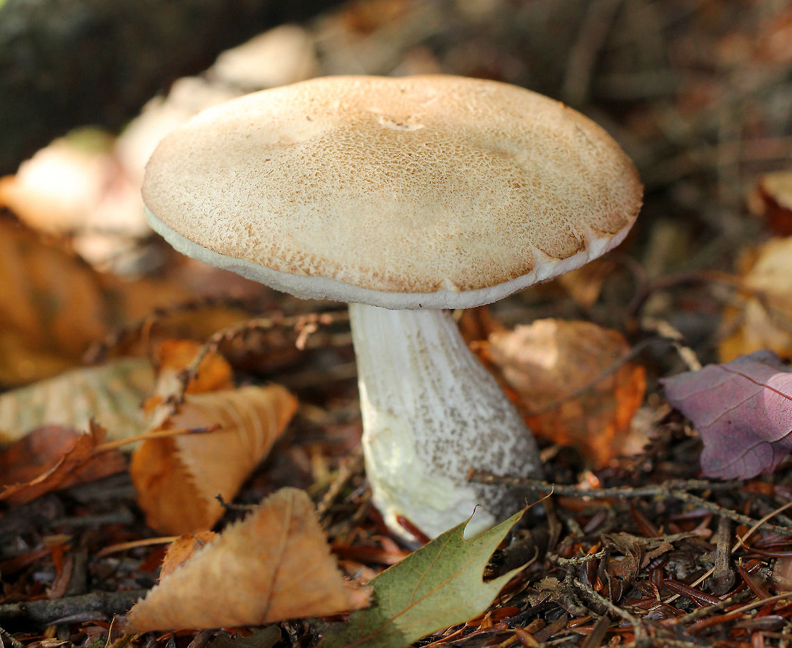 Birch Scaber Stalk Light brown/tan cap, white pores that were deeply sunken next to the stem. Pores bruised brown. Stem had scabers and a bulbous base.  Birch Scaber Stalk,Birch bolete,Geotagged,Leccinum scabrum,Summer,United States,fungus,leccinum,mushroom