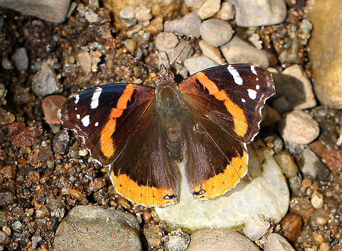 Red Admiral Butterfly A medium-sized butterfly with dark brown, reddish-orange, and black wing pattern. Geotagged,Red Admiral,Red Admiral Butterfly,Summer,United States,Vanessa,Vanessa atalanta,butterfly