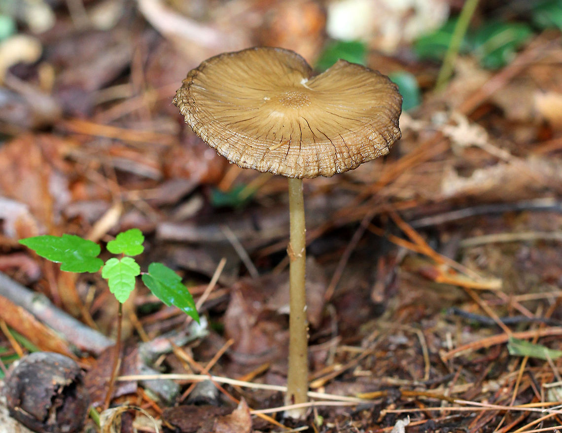 Rooting Shank Brown, streaked cap, cream colored gills, and a long stem. Mushroom was 9-10cm tall. Geotagged,Rooting Shank,Summer,United States,Xerula,Xerula radicata,fungus,mushroom