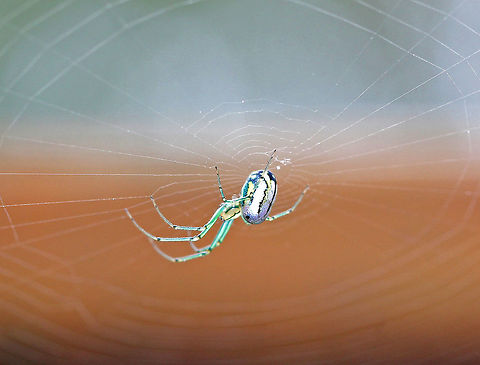Orchard Orbweaver Beautiful spider with an elongated silver abdomen that was marked with yellow, black, and green. The cephalothorax was yellow and had stripes along the sides.  Geotagged,Leucauge,Leucauge venusta,Orbweaver,Orchard Orbweaver,Orchard spider,Summer,United States,spider