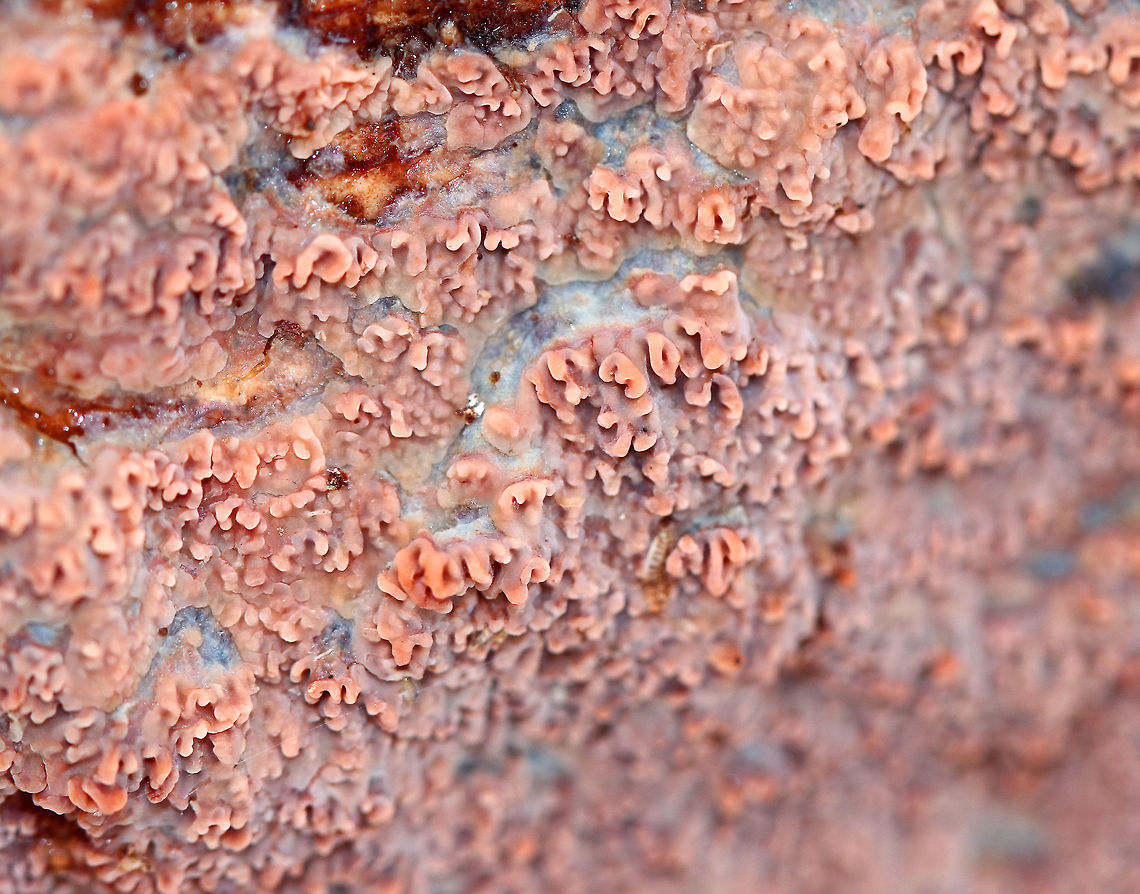 Wrinkled Crust This crust fungus was so much more colorful than I usually find: It had blue, pink, orange, and purple colors. The edges were irregularly shaped and it had a wrinkled surface, in which the wrinkles radiate from a more or less central point. The fungus was starting to thaw and was glistening and dripping melted snow.<br />
<br />
 Geotagged,Phlebia,Phlebia radiata,United States,Winter,Wrinkled Crust,Wrinkled crust,fungi,fungus