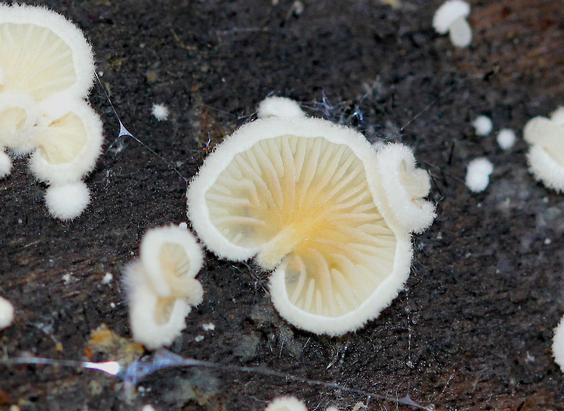 Clitopilus hobsonii Small, delicate white mushrooms that were 2-10 mm across. Caps were mostly flat and fan-shaped. Gills were whitish with some yellow towards the stem. Clitopilus hobsonii,Fall,Geotagged,United States,fungi,fungus,mushrooms