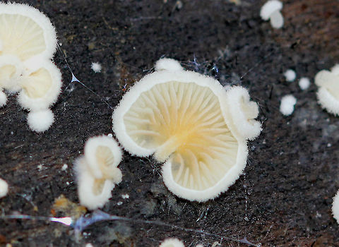 Clitopilus hobsonii Small, delicate white mushrooms that were 2-10 mm across. Caps were mostly flat and fan-shaped. Gills were whitish with some yellow towards the stem. Clitopilus hobsonii,Fall,Geotagged,United States,fungi,fungus,mushrooms