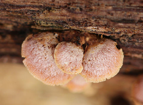 Bitter Oyster - Panellus stipticus Pink caps with some zonation and white fuzz. Cross gills and short gills were present. 
https://www.jungledragon.com/image/72063/bitter_oyster_-_panellus_stipticus.html
https://www.jungledragon.com/image/72064/bitter_oyster_-_panellus_stipticus.html Bitter Oyster,Bitter oyster,Geotagged,Panellus stipticus,United States,Winter,fungi,fungus,mushrooms