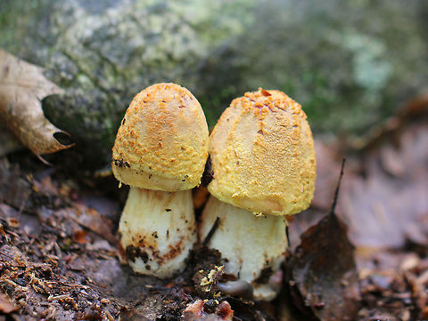 Eastern American Blusher Yellowish tan cap with remnants of volva present as warts. Cream colored stem and gills. Mushrooms were approximately 5cm tall. Amanita amerirubescens,Eastern American Blusher,Geotagged,Summer,United States,amanita,blusher,fungi,fungus,mushroom,mushrooms