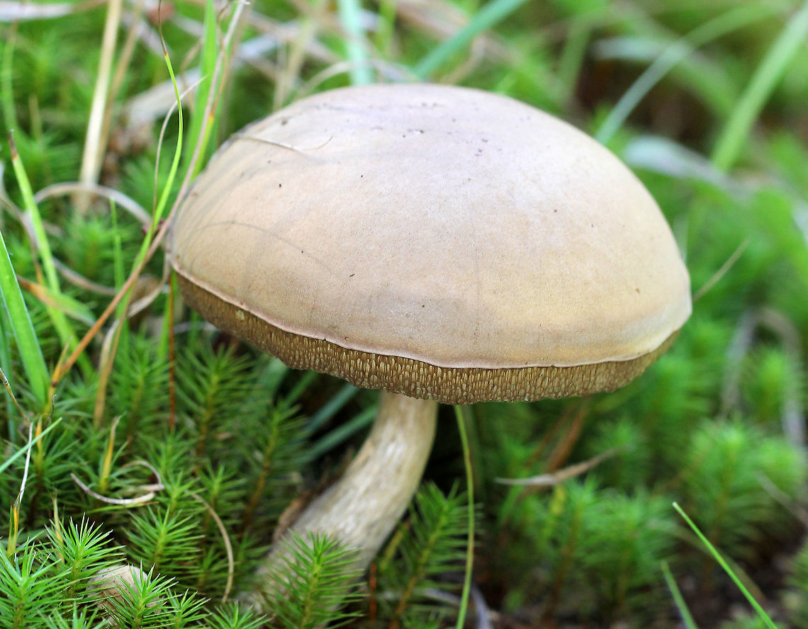 Pale Bolete Tan, velvety convex cap. Stem had some brown streaking. Pores were yellowish and bruised when pressed. Mushroom was approximately 8 cm tall. Boletus pallidus,Fall,Geotagged,Pale Bolete,United States,bolete,boletus,fungus,mushroom