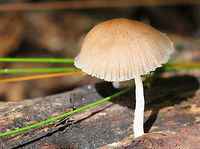 Pleated Pluteus - Pluteus longistriatus Convex to slightly bell-shaped caps that were 2-3 cm in diameter. Caps were light brown and radially fibrillose. Free, white gills with short gills present. Stems were about 3-4 cm long. Pink spore print. <br />
https://www.jungledragon.com/image/72062/pleated_pluteus_-_pluteus_longistriatus.html Geotagged,Pleated Pluteus,Pluteus,Pluteus longistriatus,Summer,United States,fungus,mushroom