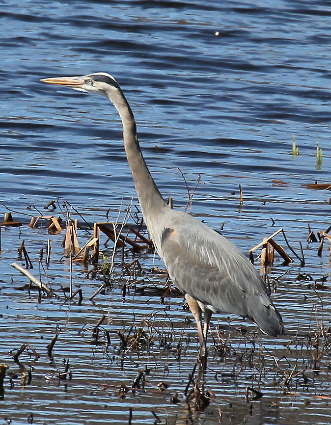 Great Blue Heron Blue-gray color with a black stripe above the eye, long legs, and a long bill. In flight, they curl its neck into a tight &ldquo;S&rdquo; shape. Ardea herodias,Geotagged,Great Blue Heron,Great blue heron,Spring,United States,bird,heron