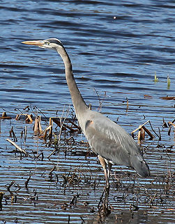 Great Blue Heron Blue-gray color with a black stripe above the eye, long legs, and a long bill. In flight, they curl its neck into a tight &ldquo;S&rdquo; shape. Ardea herodias,Geotagged,Great Blue Heron,Great blue heron,Spring,United States,bird,heron