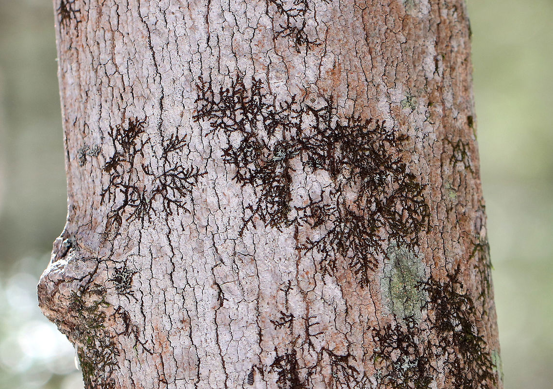 New York Scalewort A leafy liverwort that forms a low-spreading mat of irregularly branched, leafy stems. The mat of leafy stems clings tightly to the underlying surface, and the mat pictured was approximately 4cm tall. The individual leafy stems are only 1 mm across and were reddish brown, which is their usual color during the winter. Along the stems, there are alternate leaves that partially overlap each other. <br />
<br />
The lower lobes of the leaves can store water, which enables these miniature plants to withstand dry spells for a long period of time. Frullania eboracensis,Geotagged,New York Scalewort,United States,Winter,liverwort