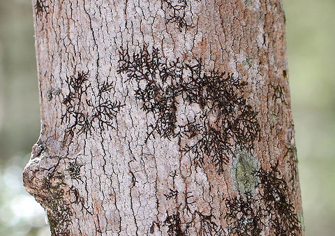 New York Scalewort A leafy liverwort that forms a low-spreading mat of irregularly branched, leafy stems. The mat of leafy stems clings tightly to the underlying surface, and the mat pictured was approximately 4cm tall. The individual leafy stems are only 1 mm across and were reddish brown, which is their usual color during the winter. Along the stems, there are alternate leaves that partially overlap each other. 

The lower lobes of the leaves can store water, which enables these miniature plants to withstand dry spells for a long period of time. Frullania eboracensis,Geotagged,New York Scalewort,United States,Winter,liverwort
