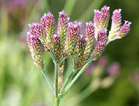 Brazilian Vervain - Verbena brasiliensis A perennial herb with tall, erect stems. Flowers are on terminal, loosely arranged spikes, which are arranged in triads.<br />
<br />
This is an invasive plant that may threaten native plants species by displacing them. <br />
https://www.jungledragon.com/image/72176/brazilian_vervain_-_verbena_brasiliensis.html Brazilian vervain,Geotagged,Summer,United States,Verbena,Verbena brasiliensis,flowers,vervain