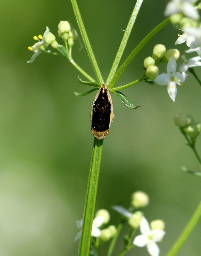Meadow Froghopper Appearance is very variable - approximately 20 different color patterns for the body are known. Usually they are yellowish, brownish, or black, with darker or lighter patches of markings. Froghopper,Geotagged,Meadow Froghopper,Meadow froghopper,Philaenus spumarius,Spring,United States,insect
