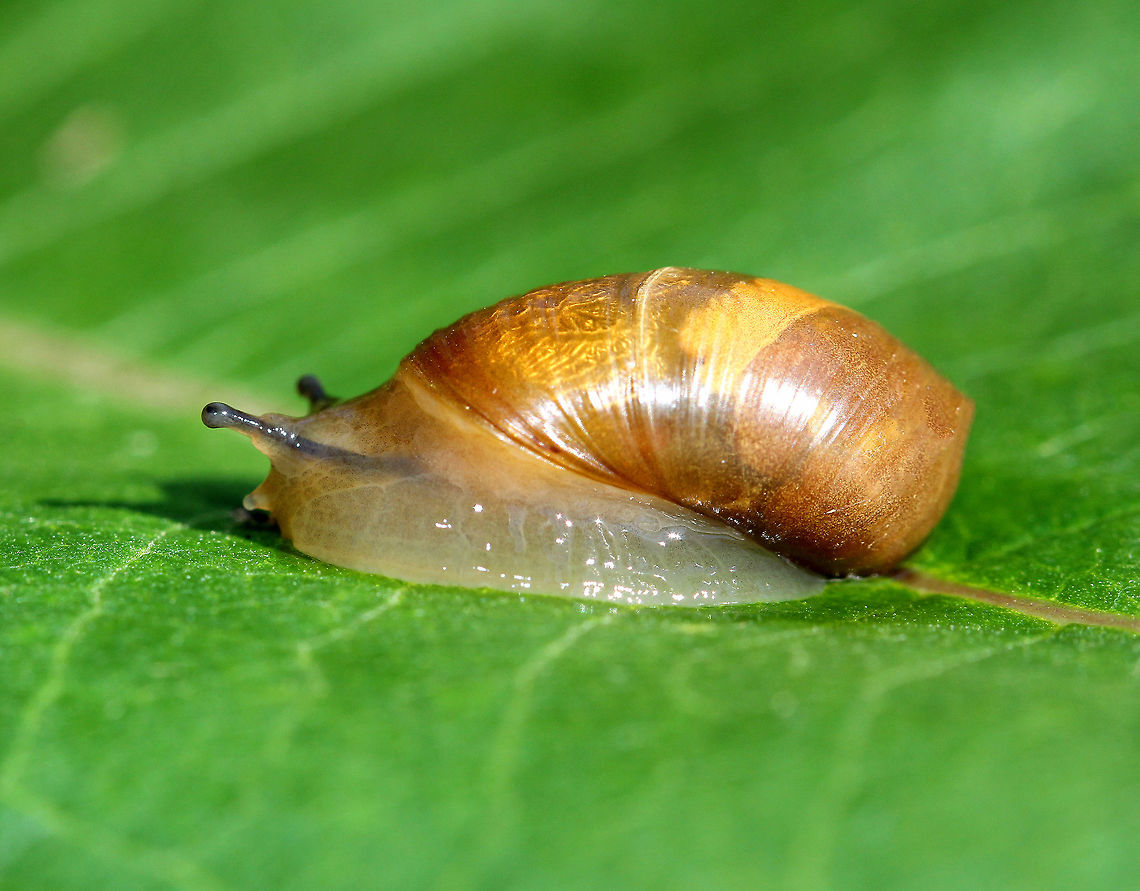 Ambersnail - Oxyloma sp. Air-breathing, terrestrial land snail with beautiful brown, yellow, and gold coloring.   Geotagged,Oxyloma,Summer,United States,amber snail,ambersnail,gastropod,land snail,snail,terrestrial snail