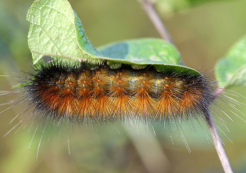 Salt Marsh Moth Caterpillar Very hairy, orange-tan caterpillar with long, soft setae projecting from its body. Its face was mostly black. These caterpillars are highly variable in color. Estigmene acrea,Fall,Geotagged,Salt Marsh Moth,Salt Marsh Moth Caterpillar,United States,caterpillar,larva