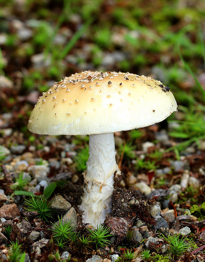 Small Funnel-Veil Amanita Yellowish tan cap with remnants of volva present as warts. The margin of the cap was striate. Cream colored gills and stem.  Amanita multisquamosa,Geotagged,Small Funnel-Veil Amanita,Summer,United States,amanita,fungus,mushroom
