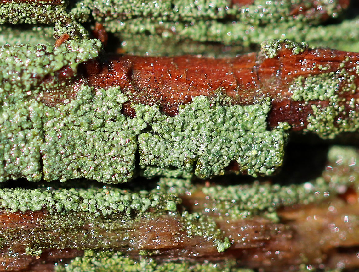 Trapeliopsis Flexuosa Tiny, green lichen on rotting wood. <br />
<figure class="photo"><a href="https://www.jungledragon.com/image/72127/trapeliopsis_flexuosa.html" title="Trapeliopsis flexuosa"><img src="https://s3.amazonaws.com/media.jungledragon.com/images/3232/72127_thumb.jpg?AWSAccessKeyId=05GMT0V3GWVNE7GGM1R2&Expires=1770854410&Signature=LcQwKAvTJ8ySS%2BkeOlqD%2BWJz1Ko%3D" width="200" height="134" alt="Trapeliopsis flexuosa Tiny, green lichen on rotting wood.<br />
<br />
Habitat: It was covering a small, rotting stick in a swampy, mixed forest with lots of oak, pine, and hemlock.<br />
https://www.jungledragon.com/image/58573/trapeliopsis_flexuosa.html Geotagged,Trapeliopsis,Trapeliopsis flexuosa,United States,Winter,lichen" /></a></figure> Geotagged,Trapeliopsis,Trapeliopsis Flexuosa,Trapeliopsis flexuosa,United States,Winter,lichen