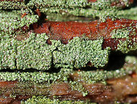 Trapeliopsis Flexuosa Tiny, green lichen on rotting wood. <br />
https://www.jungledragon.com/image/72127/trapeliopsis_flexuosa.html Geotagged,Trapeliopsis,Trapeliopsis Flexuosa,Trapeliopsis flexuosa,United States,Winter,lichen