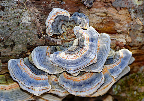 Turkey Tail Turkey Tail gets its name from the fact that it sort of resembles a turkey's tail. The caps are bracket-shaped, thin, velvety, and had concentric zones of blue, white, and orange. The pores were dingy white colored. Fall,Geotagged,Trametes,Trametes versicolor,Turkey Tail,United States,fungus,mushroom
