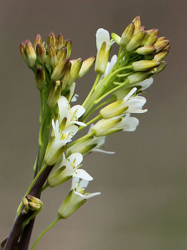 Rockcress - Arabis sp. Tall stem with a cluster of small, white, four-petaled flowers on the top.<br />
<figure class="photo"><a href="https://www.jungledragon.com/image/72132/rockcress_-_arabis_sp.html" title="Rockcress - Arabis sp."><img src="https://s3.amazonaws.com/media.jungledragon.com/images/3232/72132_thumb.jpg?AWSAccessKeyId=05GMT0V3GWVNE7GGM1R2&Expires=1763596810&Signature=H5KgDxerwf9K%2FnmTGzzrDhaKLEU%3D" width="110" height="152" alt="Rockcress - Arabis sp. Tall stem with a cluster of small, white, four-petaled flowers on the top.<br />
https://www.jungledragon.com/image/58575/rockcress_-_arabis_sp.html Arabis,Geotagged,Rockcress,Spring,United States" /></a></figure> Arabis,Geotagged,Rockcress,Spring,United States,flower,white,white flowers,wildflower
