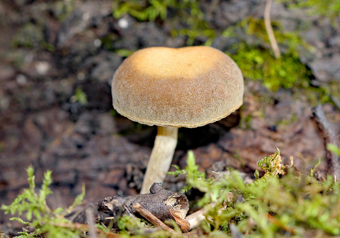 Simocybe Mushroom - Simocybe sp. It had a very velvety, dry, convex cap that had a pale center and brown marginal area. Tan gills and cream colored stipe. The cap was about 2.5cm.<br />
<figure class="photo"><a href="https://www.jungledragon.com/image/72124/simocybe_mushroom_-_simocybe_sp.html" title="Simocybe Mushroom - Simocybe sp."><img src="https://s3.amazonaws.com/media.jungledragon.com/images/3232/72124_thumb.jpg?AWSAccessKeyId=05GMT0V3GWVNE7GGM1R2&Expires=1759968010&Signature=WCDM2W4%2BwN86yo%2Bo2DwOTl8yfOk%3D" width="200" height="134" alt="Simocybe Mushroom - Simocybe sp. It had a very velvety, dry, convex cap that had a pale center and brown marginal area. Tan gills and cream colored stipe. The cap was about 2.5 cm.<br />
<br />
Habitat: Growing on the ground at the base of a tree in a deciduous forest.<br />
https://www.jungledragon.com/image/58576/simocybe_mushroom_-_simocybe_sp.html Fall,Geotagged,United States,mushroom,simocybe" /></a></figure> Fall,Geotagged,Simocybe,Simocybe Mushroom,United States,fungus,mushroom