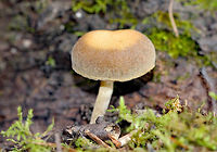 Simocybe Mushroom - Simocybe sp. It had a very velvety, dry, convex cap that had a pale center and brown marginal area. Tan gills and cream colored stipe. The cap was about 2.5cm.<br />
https://www.jungledragon.com/image/72124/simocybe_mushroom_-_simocybe_sp.html Fall,Geotagged,Simocybe,Simocybe Mushroom,United States,fungus,mushroom