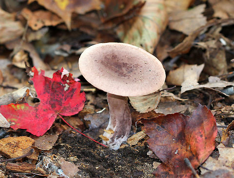 Fenugreek Milkcap Lovely lavender-pink mushroom with a soft, dry, depressed cap and a smell that reminded me of caramel. The gills were pink and started to leak a clear milk when marked. The liquid kept coming out and the gills started to get mushy after about 30 sec. The milk was not copious and didn't stain the gills. 

Mildly toxic when raw. Symptoms, including vomiting and vertigo, occur within thirty minutes of consumption.  Fall,Fenugreek Milkcap,Geotagged,Lactarius helvus,United States,fungus,lactarius,milkcap,mushroom